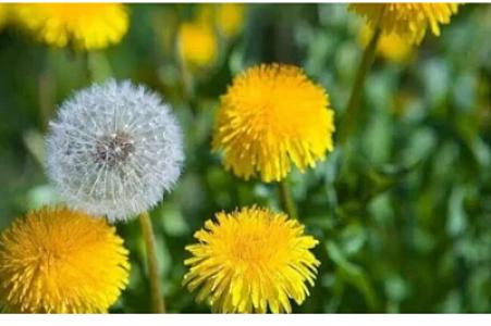 Arzuları yerinə yetirən "sehirli ot"