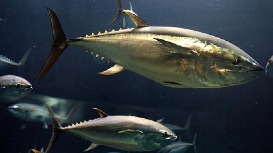 Təhlükəli səviyyədə civə miqdarı olan balıq növləri