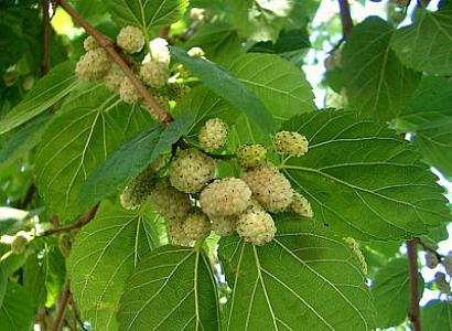 Cəlilabadda tut yeyən azyaşlı həyatından olub