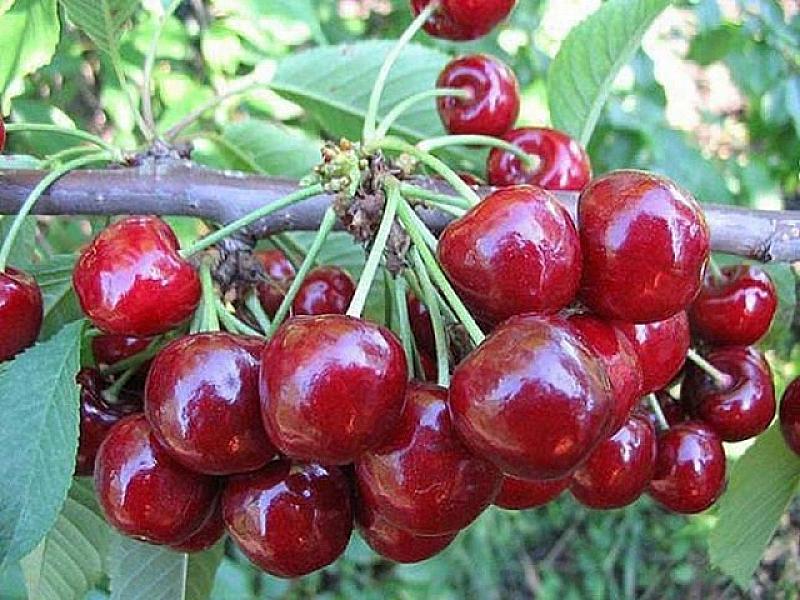 Qocalmanın qarşısını alır, ürəyi sağlam saxlayır: