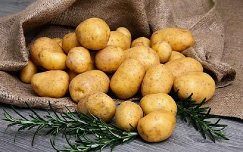 Belə kartofu qətiyyən almaq olmaz