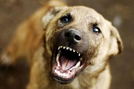 Şəkidə üç yaşlı uşağı it dişləyib