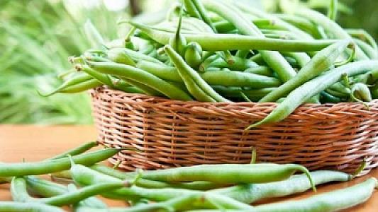 Mövsümü olan lobyanın faydaları