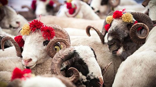 Borc pulla qurban kəsmək olarmı? -