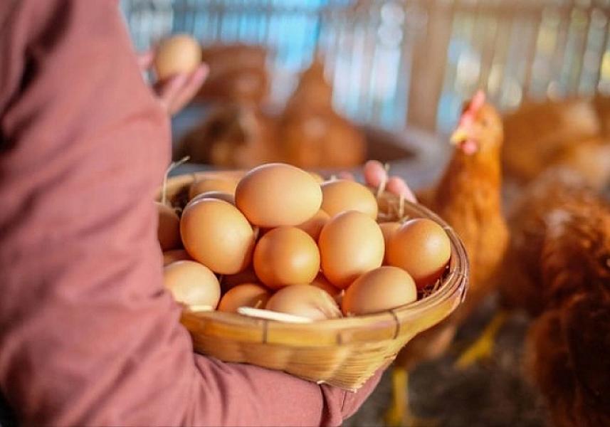 Əti ayrı, yumurtası ayrı dərd olan toyuqlar xərçəng yaradır?