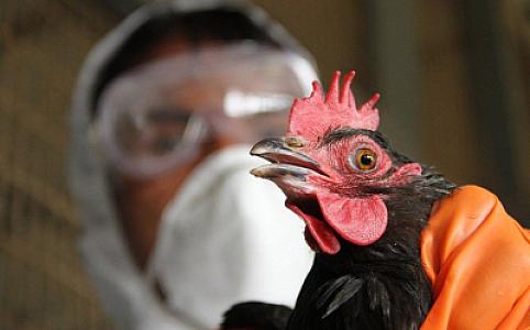 ÜST: İlk dəfə insanda quş qripi A(H5N2)
