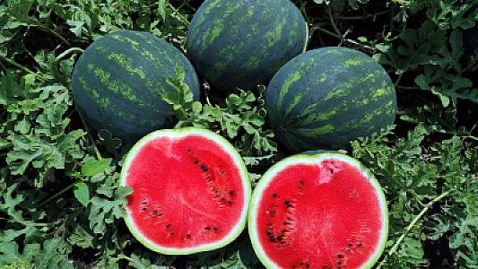 Mövsümündən əvvəl satışa çıxarılan qarpızın