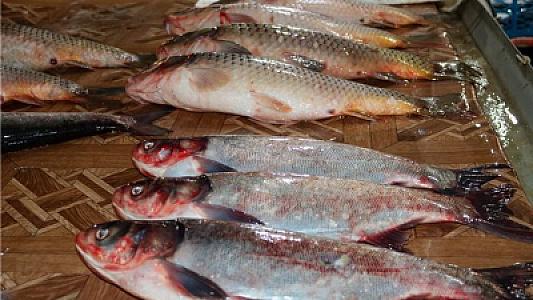 Bu aylarda balıq yemək olmaz?