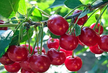 Albalının 8 faydası - Xroniki xəstəliklər