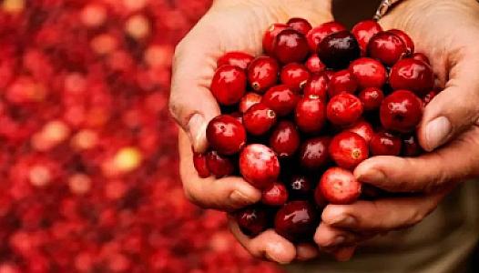 Bəd xassəli şişləri və iltihabı aradan qaldırır -