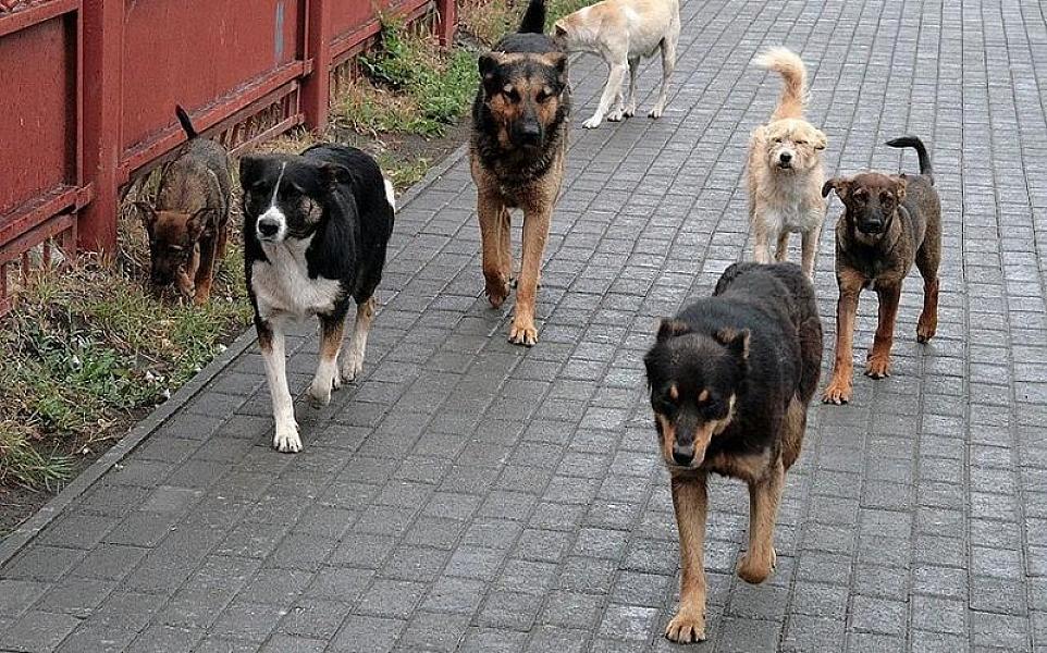 Həkim sahibsiz heyvanlara toxunmağın təhlükələri barədə