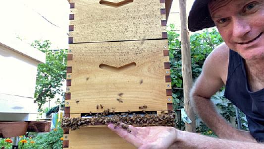 Bal arıları ağciyər xərçənginin diaqnozuna kömək edir