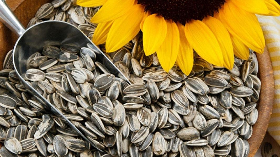 Günəbaxan tumunun qabığını yemək kor bağırsağa təsir edir?
