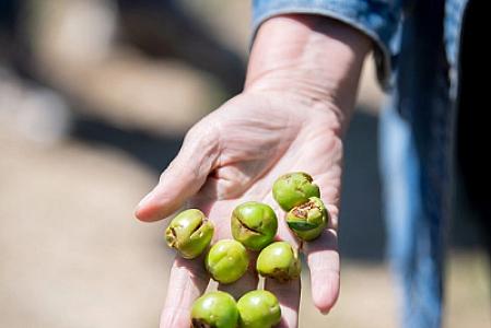 Təbiət hadisəsi nəticəsində təsərrüfatına ziyan dəyən fermerlərin DİQQƏTİNƏ: