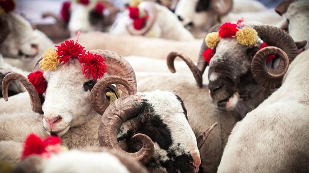 AQTA Qurban bayramına hazırlığa başlayıb