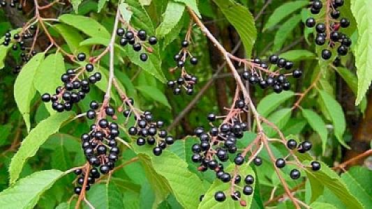 Qaragilənin faydaları elmi şəkildə sübuta yetirilib - Bu dərdlərin