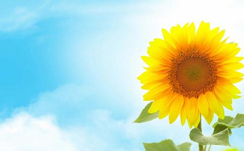 Sabah havanın temperaturu 36 dərəcəyədək