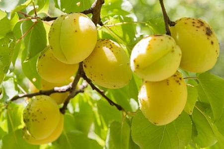 Ərik yemək üçün ən azı