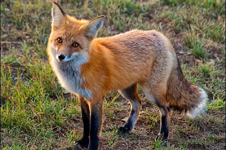 Zooloqdan HƏYƏCAN TƏBİLİ: