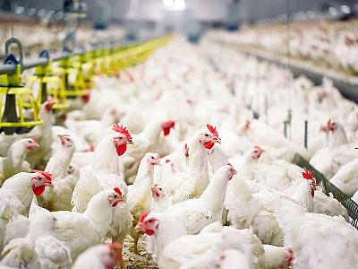 Azərbaycan bəzi ərazilərdən quş əti idxalına məhdudiyyət qoyub