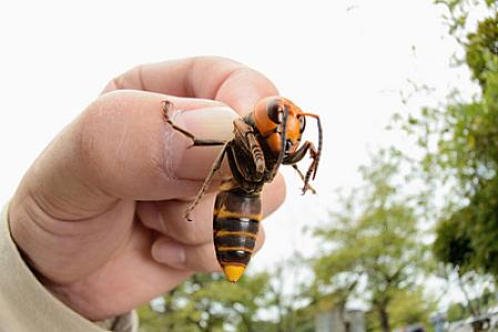 Sinqapurda 16 növ həşəratdan