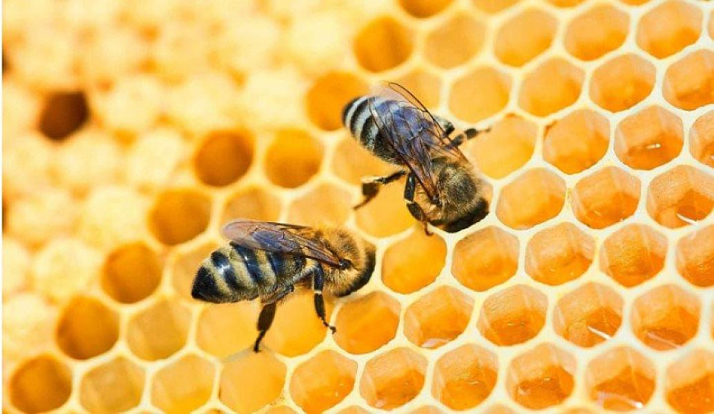 Bəzi heyvanlar insanlarda xəstəliyi daha tez aşkarlayır -
