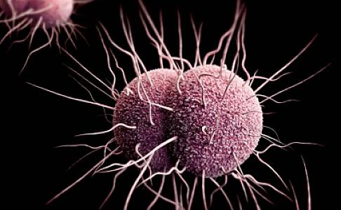 Bağırsaqdakı mikroblar qocalmanın qarşısını alır -