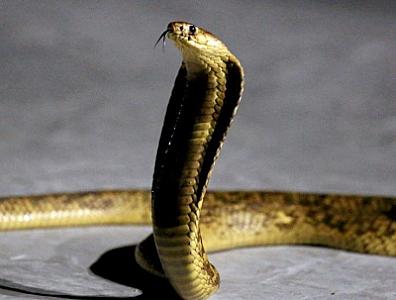 Hər yerdə tapılan bu ucuz dərman kobra zəhərinə qarşı