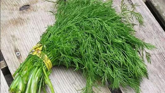 Şüyüdün faydaları