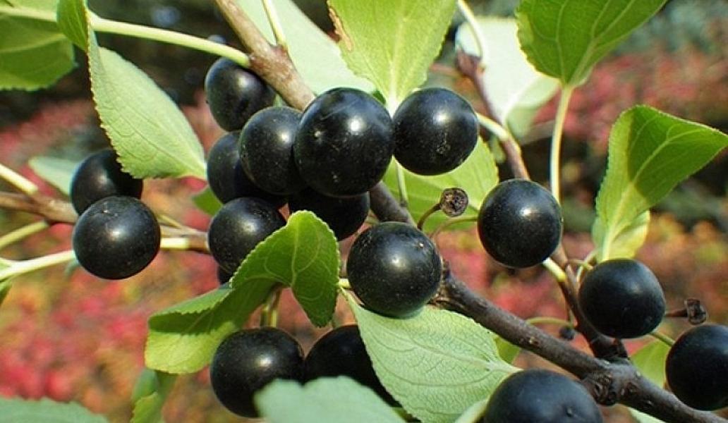 Çiban və kəsilmiş yaraların müalicəsində