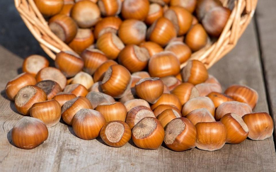 Qabıqlı fındığın tədarük tarixi, qurudulması və saxlanmasına dair tələblər müəyyənləşib