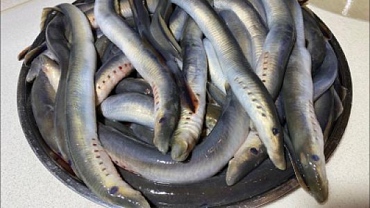 İlanbalığı 130 nəfərin zəhərlənməsinə