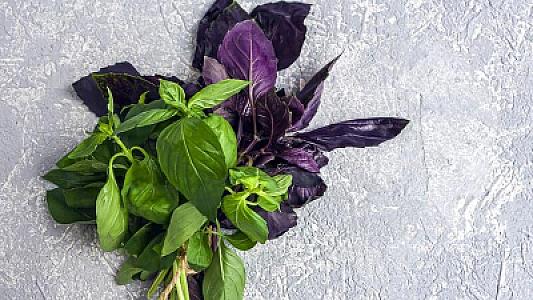 Süfrələrin bəzəyi sayılan reyhan