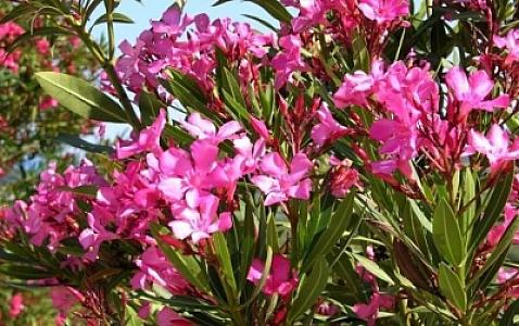 DİQQƏT! Uşaqlarımızı zəhərləyib öldürən bu bitki