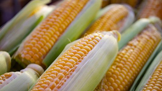 Qarğıdalı qan dövranını