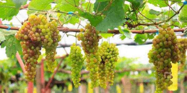 Çəyirdəkli, yoxsa çəyirdəksiz üzüm? -