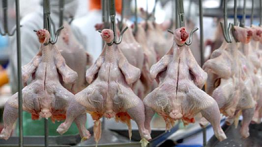 Bu regiondan Azərbaycana quş ətinin gətirilməsinə məhdudiyyət qoyulub