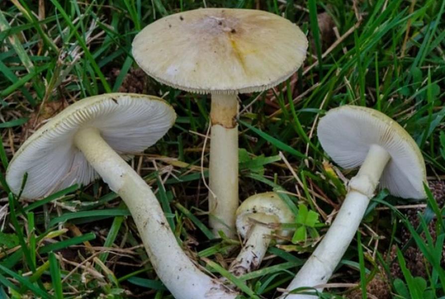 Rusiyada beş yaşlı qız göbələkdən zəhərlənərək