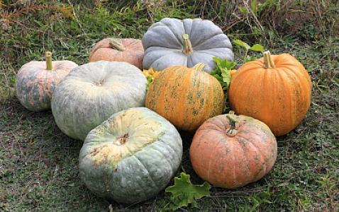 Balqabaq yeməyin gözlənilməz