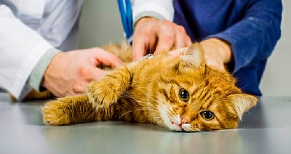 İt və pişikdən insana keçə biləcək