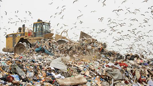 Şəhər quşları antibiotiklərə davamlı bakteriyaların