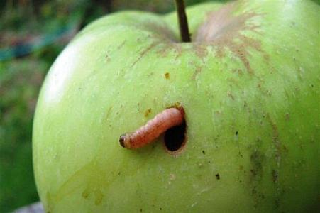 Qurdlu alma yemək orqanizmə