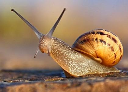 İlbiz zəhərindən bu xəstəliklərin müalicəsində