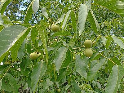 Qoz yarpağının möcüzəvi faydaları: sifilis, egzema, saç tökülməsi,