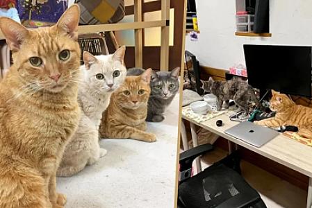 Yaponiyanın İT şirkəti 10 pişiyi işə götürdü -