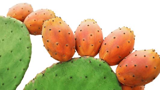 Tikanlı dostumuz - Kaktus meyvəsi