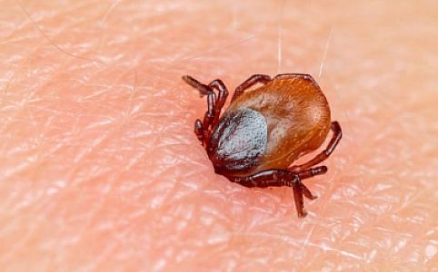 Çində növbəti öldürücü virus: Gənə ilə ötürülərək