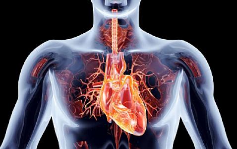 Ürəklə bağlı problemlərdən xəbər verən bəzi