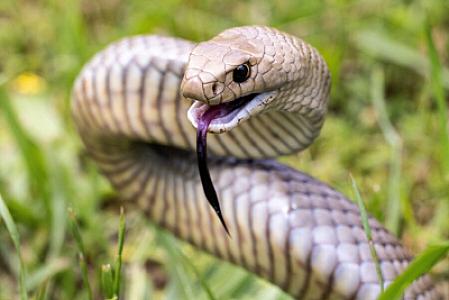 Zəhərli olmayan ilanın dişləməsi niyə təhlükəlidir? -