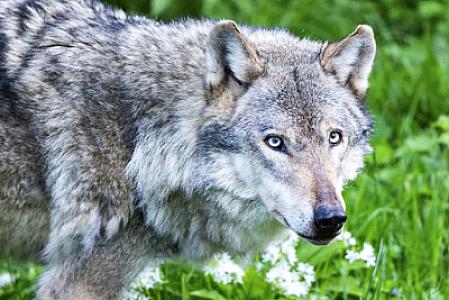 Avropada canavar ovu